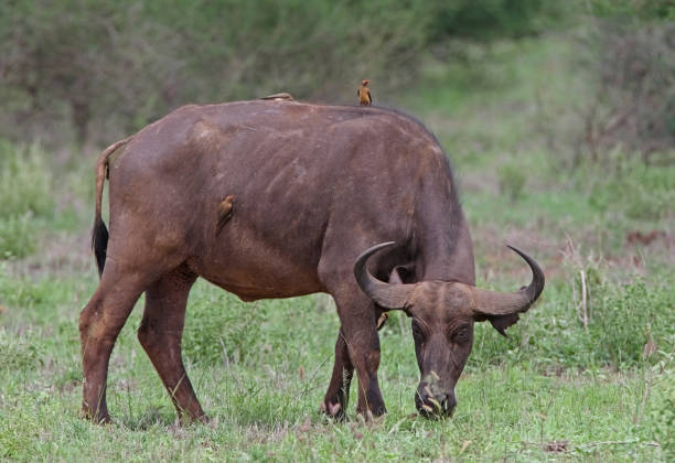 istock Red-billed Oxpecker and Cape Buffalo 1307568981