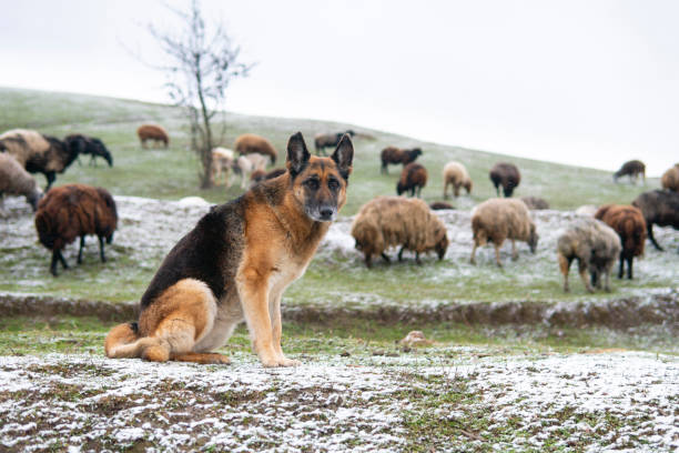 istock Sheep Dog Portrait 1307571403