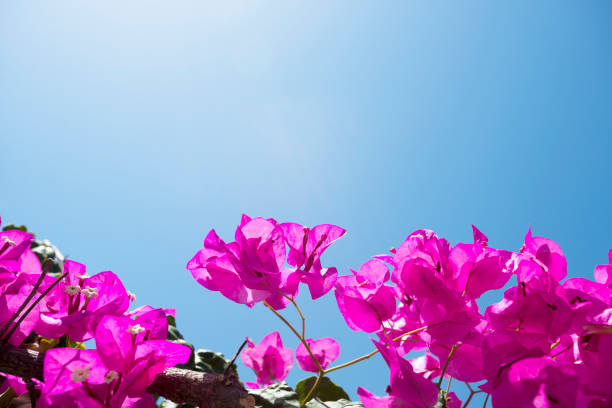 Red tropical flowers