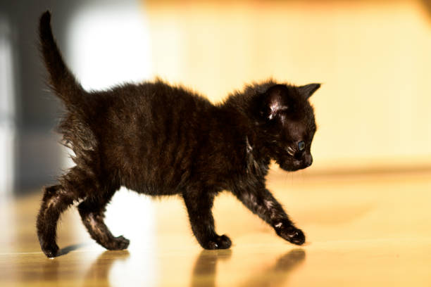 istock Little sweet black kitten. 1307573280