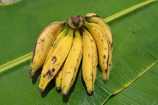 Cock Bananas from Brazil
