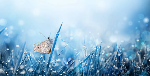 istock Flying butterflies over summer meadow. Morning grass with dew 1307575125