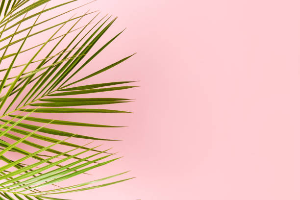 istock Palm leaves isolated on pink background with copy space. 1307576365