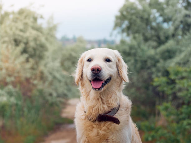 istock Beauty Golden retriever dog 1307577031