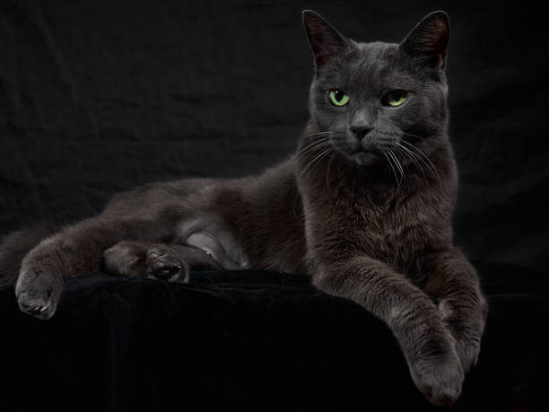 istock Dark gray cat on the black background 1307577061