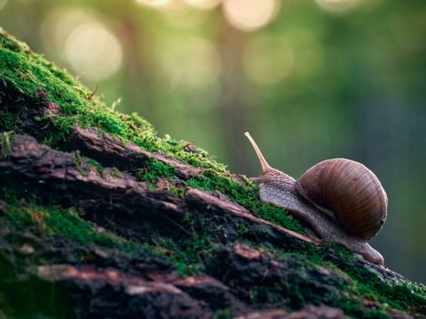 istock Snail crawling on the bark of a tree 1307577078