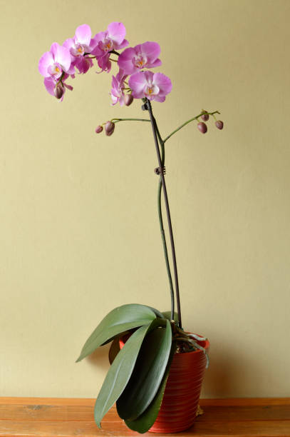 istock purple phalaenopsis orchid growing in the flower pot 1307577310