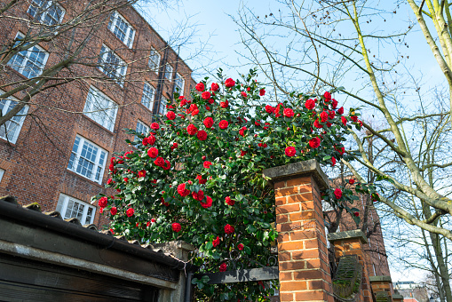 Color image depicting beautiful pink camellia flowers blossoming outside a traditional London apartment building in Notting Hill.