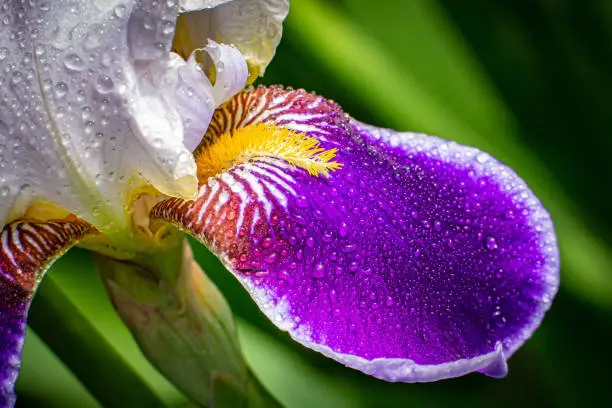 Beautiful iris in dewdrops