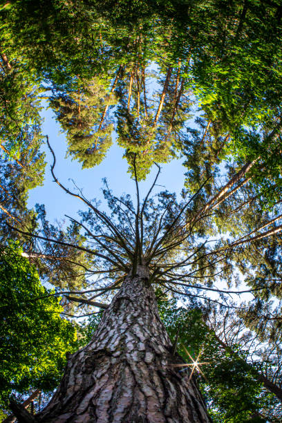 istock Pine with dry branches in the forest 1307577623