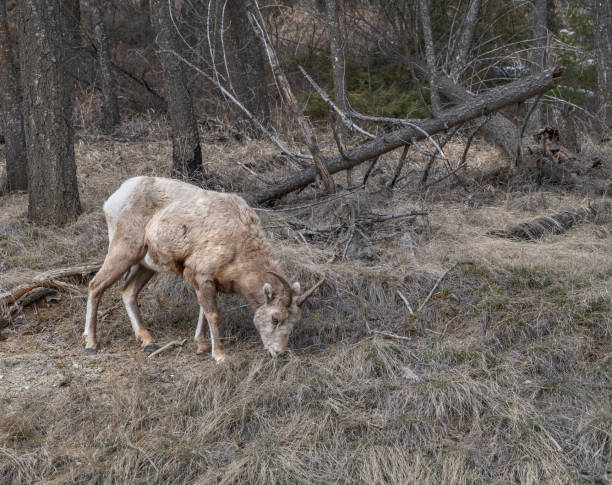 istock Grazing female bighorn sheep (ovis canadensis) 1307578483
