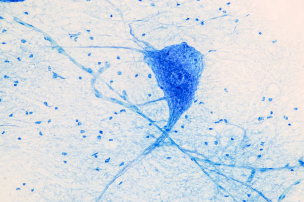 istock Education Spinal cord, Nerve, Cerebellum, Cortex and Motor Neuron Human under the microscope in Lab. 1307579994