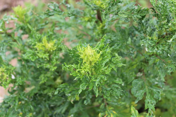 istock a mugwort field in the garden 1307580050