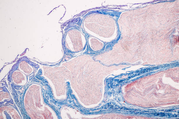 istock Education Spinal cord, Nerve, Cerebellum, Cortex and Motor Neuron Human under the microscope in Lab. 1307580062
