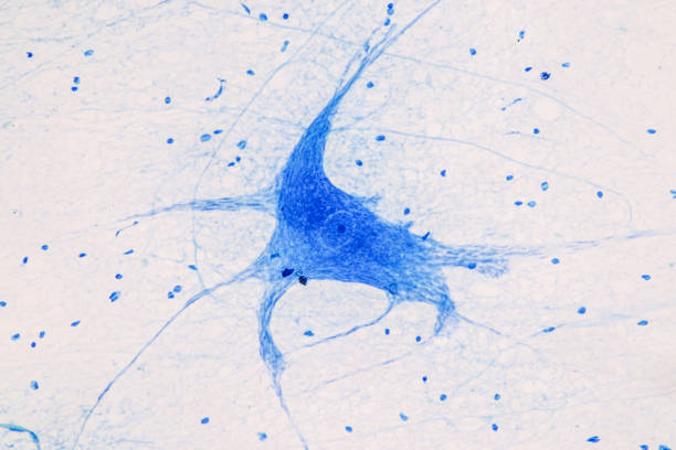 educação medula espinhal, nervo, cerebelo, córtex e neurônio motor humano sob o microscópio em laboratório. - brain cerebellum synapse science - fotografias e filmes do acervo