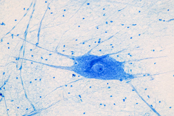 istock Education Spinal cord, Nerve, Cerebellum, Cortex and Motor Neuron Human under the microscope in Lab. 1307580120