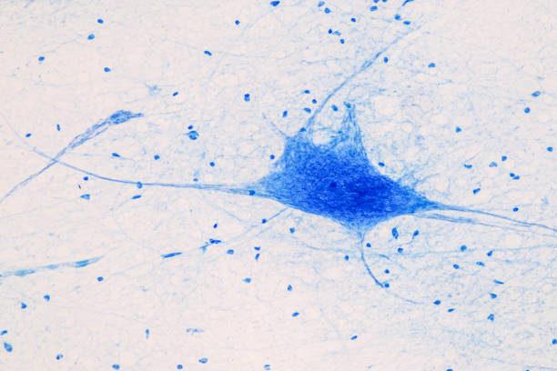 istock Education Spinal cord, Nerve, Cerebellum, Cortex and Motor Neuron Human under the microscope in Lab. 1307580132