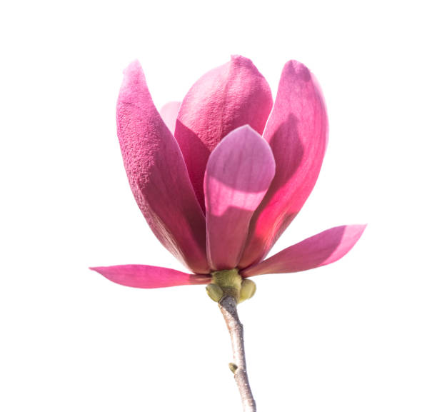 istock magnolia flowers isolated on white 1307581817