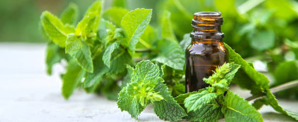 istock Peppermint essential oil in a small bottle. Selective focus. 1307581865