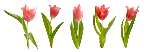 istock Pink tulips flowers isolated on white background. Realistic vector tulips set. Spring floral vector illustration 1307584348