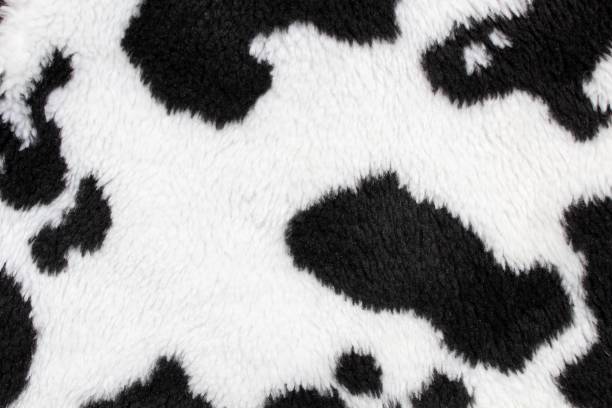 istock Close-up white cow skin with black spots 1307587092