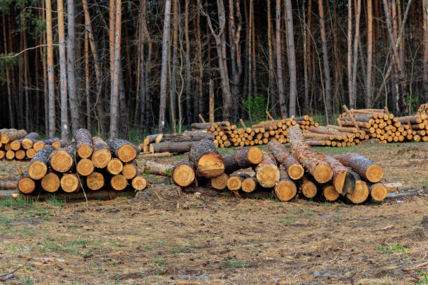 istock Stacked tree trunks felled by the logging timber industry in pine forest 1307587127