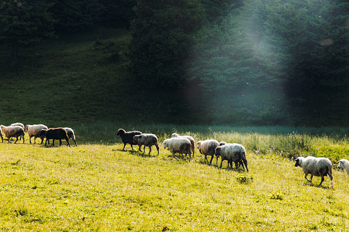 Sheep walking on the illuminated meadow near the pine forest in Carpathian mountains during sunny awe sunrise