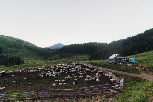 Group of sheep grazing on the green mountain meadow near the old car and the mountain wooden hut in Carpathian Mountains during summer sunrise