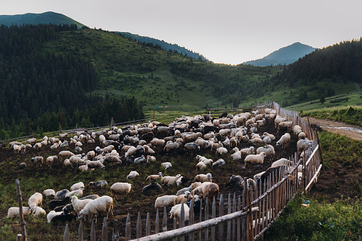 Group of sheep grazing on the green mountain meadow in Carpathian Mountains during summer sunrise