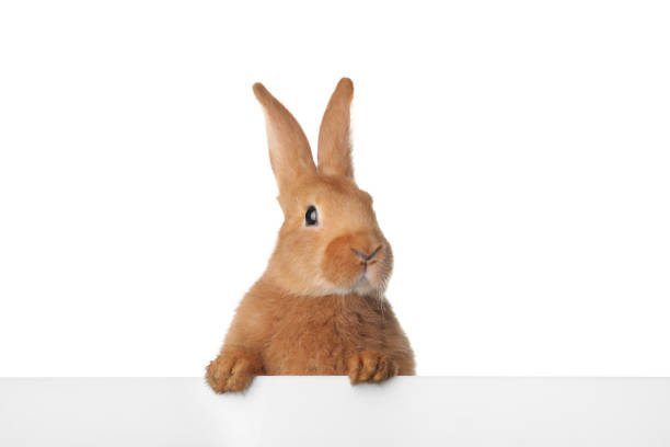 istock Cute bunny isolated on white. Easter symbol 1307590978