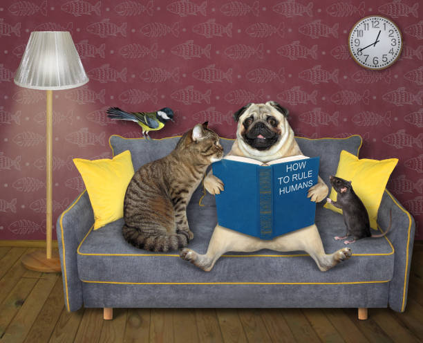 istock Cat with pug read book at home 1307591609
