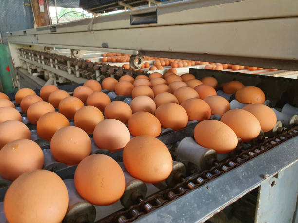 istock Several eggs are being sent to the size sorter. To sell at different prices. 1307591931