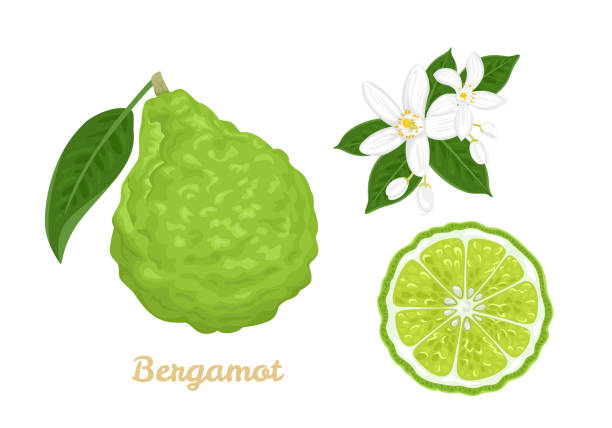 Bergamot set. Citrus fruit whole and slice, flowers and green leaves isolated on white background. Vector illustration in cartoon flat style. Bergamot set. Citrus fruit whole and slice, flowers and green leaves isolated on white background. Vector illustration in cartoon flat style. kaffir stock illustrations