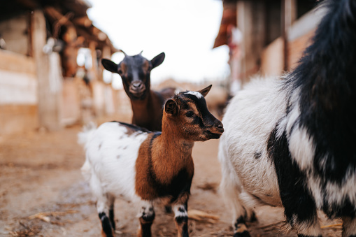 Dwarf goats at petting zoo