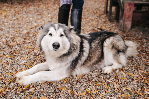 istock Alaskan Malamute lying and relaxing outdoors 1307594548