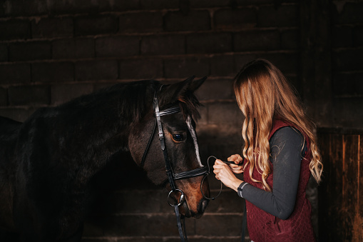 Young woman putting a harness on her horse in a stable