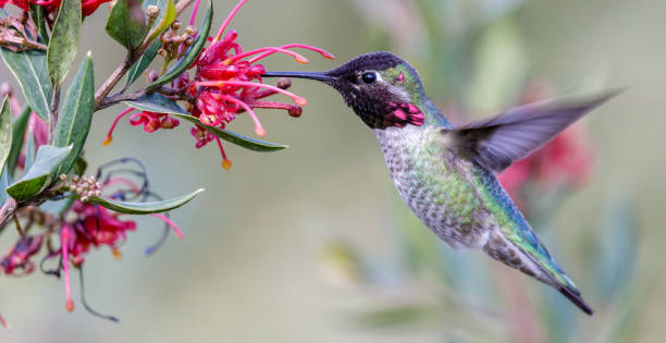 el macho adulto del colibrí de anna flotando y alimentándose - colibrí fotografías e imágenes de stock