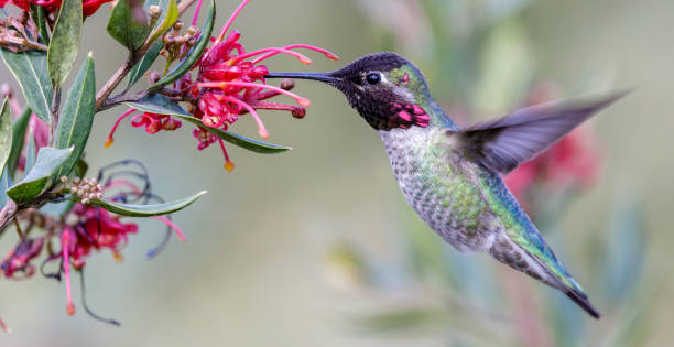 anna's hummingbird adult male hovering and feeding - bird hummingbird flying annas hummingbird imagens e fotografias de stock