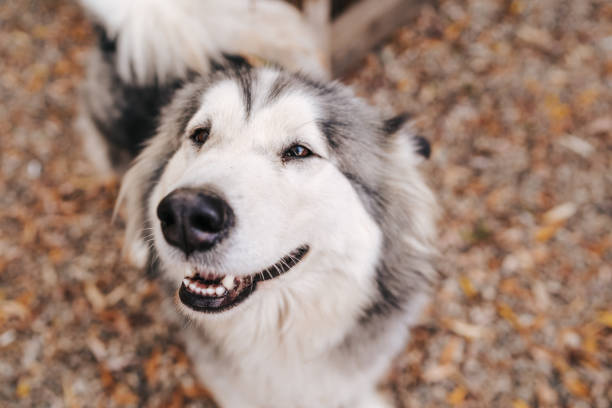 istock Alaskan Malamute lying and relaxing outdoors 1307595343