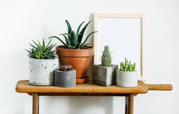 istock Home plant Succulent Mockup frame copy space on wooden table on white wall background 1307595456