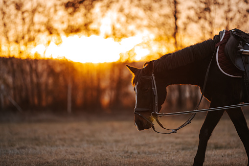 Horse walking on pasture at sunset
