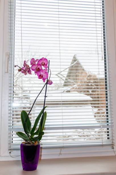istock Orchid phalaenopsis flower on a windowsill 1307596014