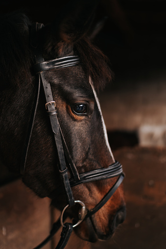 Close-up shot of brown horse head in stable