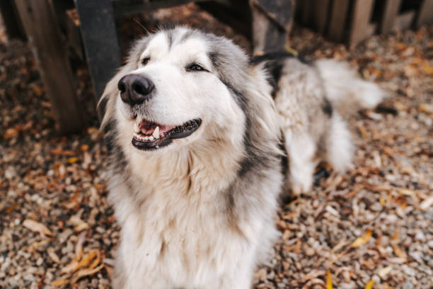 Alaskan Malamute lying and relaxing outdoors