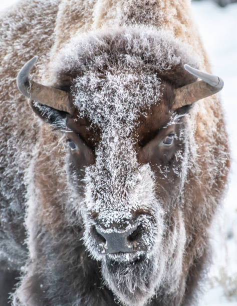 istock Bison (buffalo) coated with snow and ice crystals 1307596602