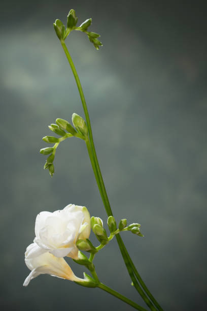 istock white  freesia on green background 1307598456