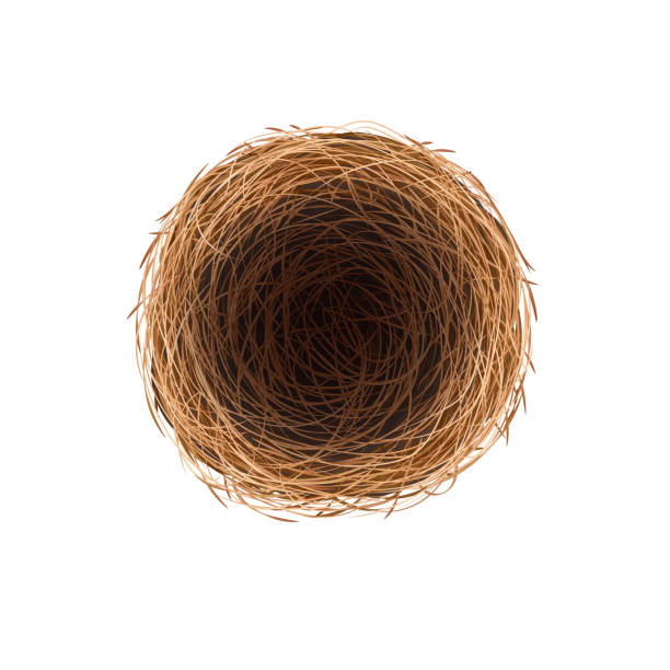 пустое птичье гнездо - birds nest animal nest branch spring stock illustrations