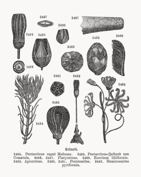 crinoids (crinoidea), морские лилии, деревянные гравюры, опубликованные в 1893 году - морская лилия stock illustrations