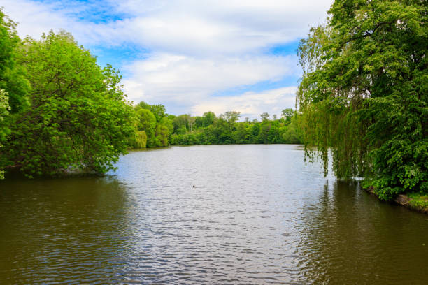 istock View of a beautiful lake in a green forest 1307600449