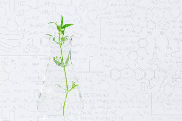 istock Cloned decorative micro plant in test tube with agar nutrient medium. Micropropagation technology in vitro,Hand drawn science formulas on chalkboard for background 1307600565